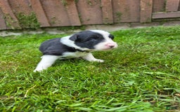 Border Collie dogs for sale: Bandit - Image 6