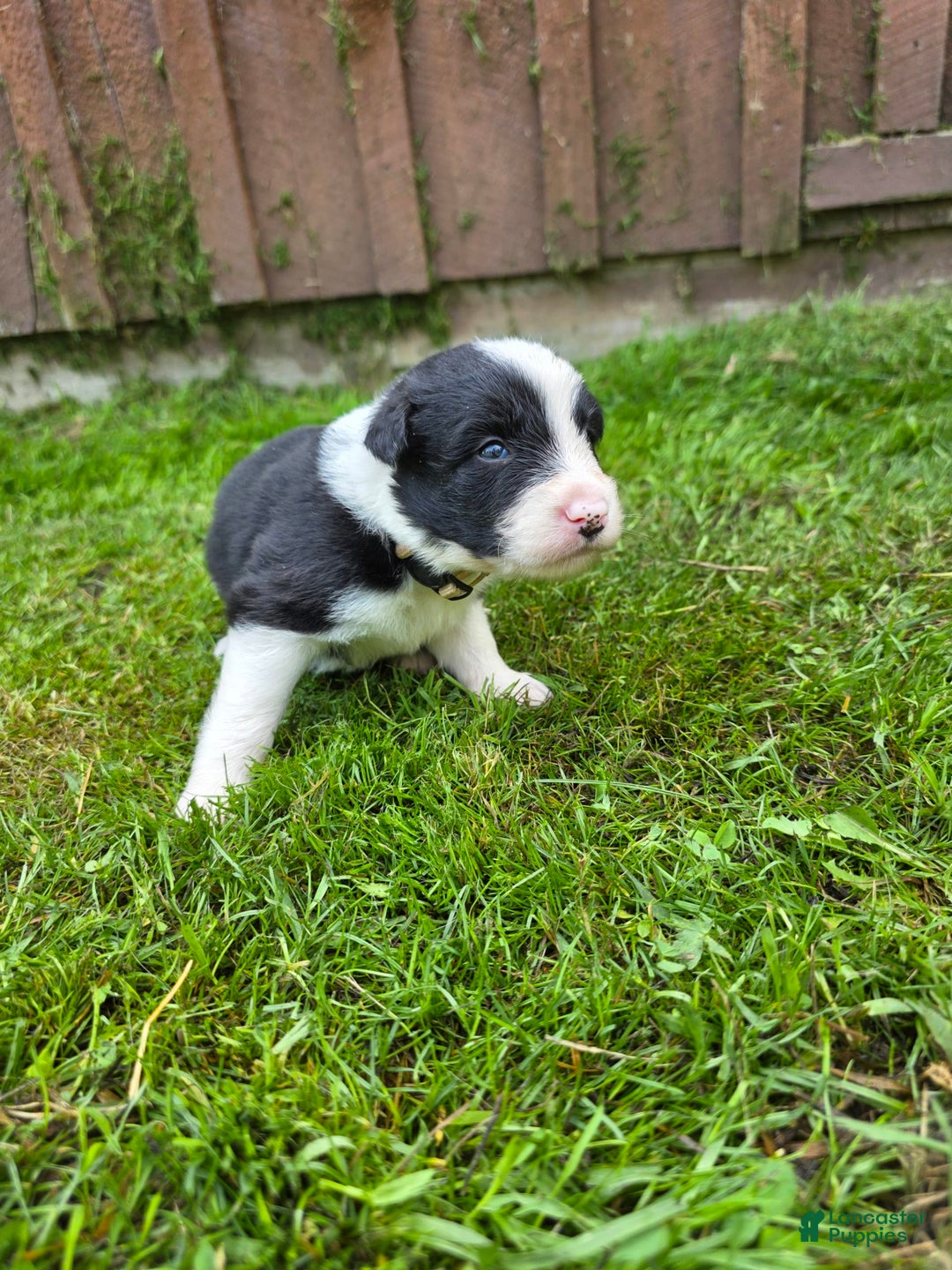 Border Collie dogs for sale: Bandit - Image 6