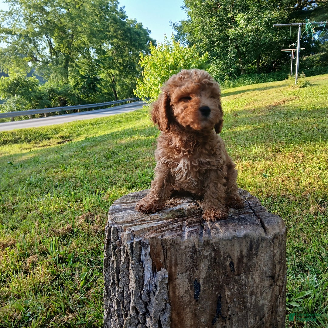 Cavapoo dogs for sale: Sharla - Image 5