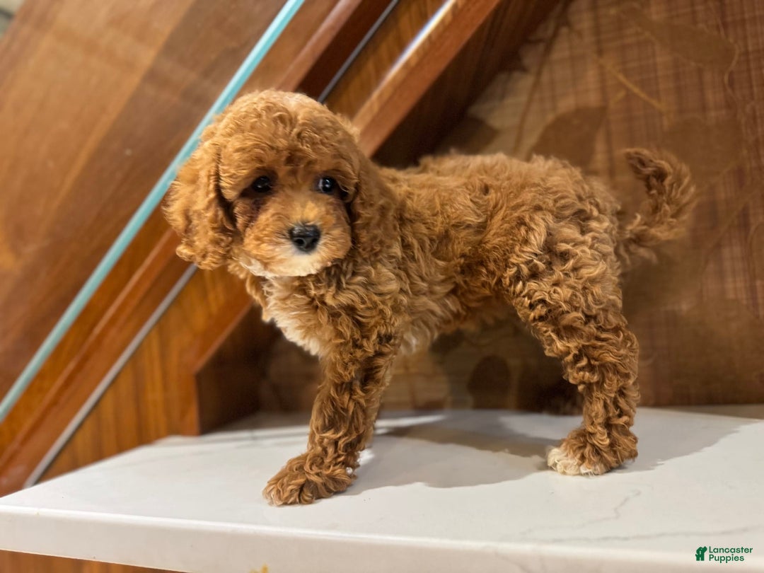 Cavapoo dogs for sale: Bebe - Image 2