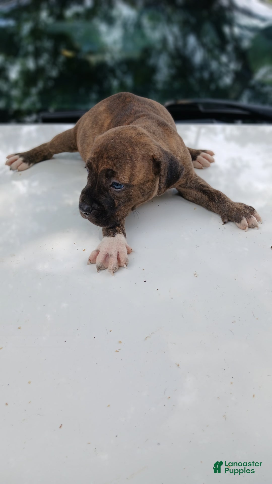 American Pit Bull Terrier dogs for sale: Lexi - Image 5