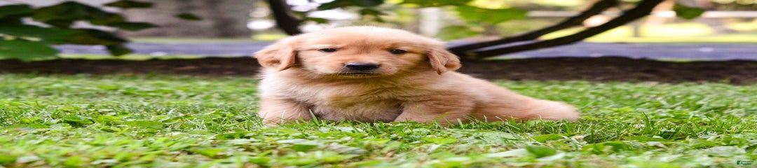 Zeke