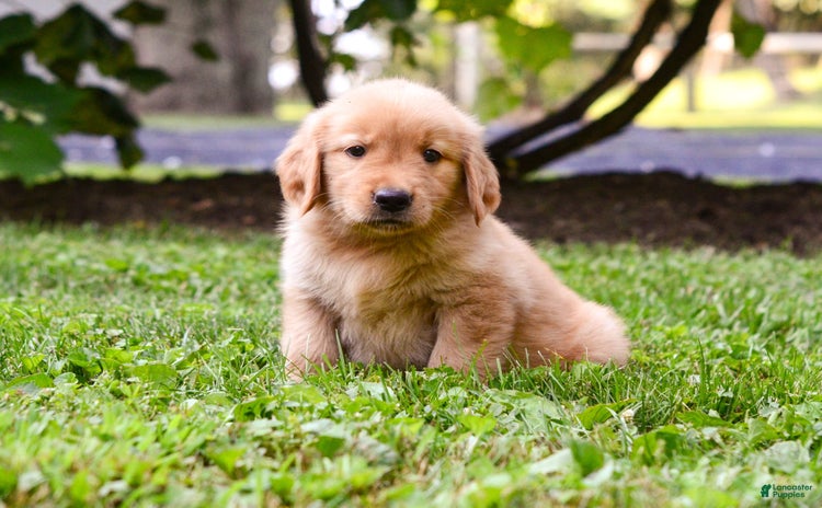 Golden Retriever dogs for sale - Ad 3