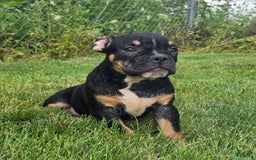 Olde English Bulldogge dogs for sale: George - Image 4