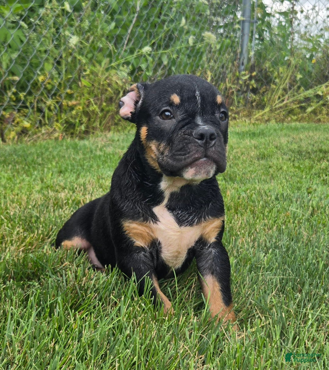 Olde English Bulldogge dogs for sale: George - Image 4