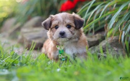 Morkie dogs for sale: Jesse - Image 13