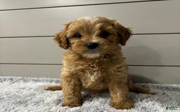 Cavapoo dogs for sale: Willow - Image 1