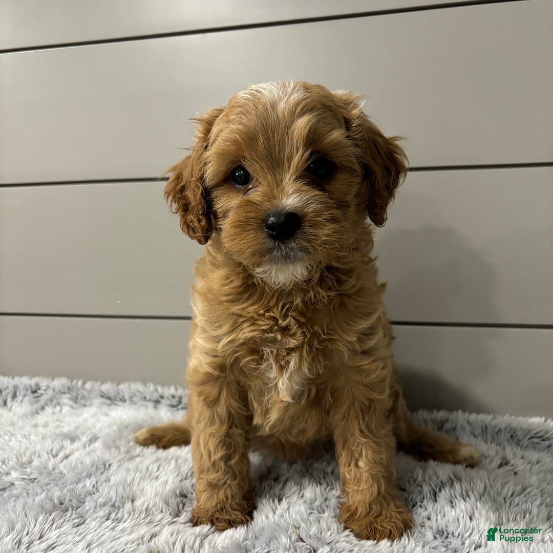 Cavapoo dogs for sale: Willow - Image 1