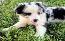 Australian Shepherd dogs for sale: Blue - Image 6