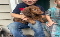 Miniature Dachshund dogs for sale: Banana Princess - Image 7