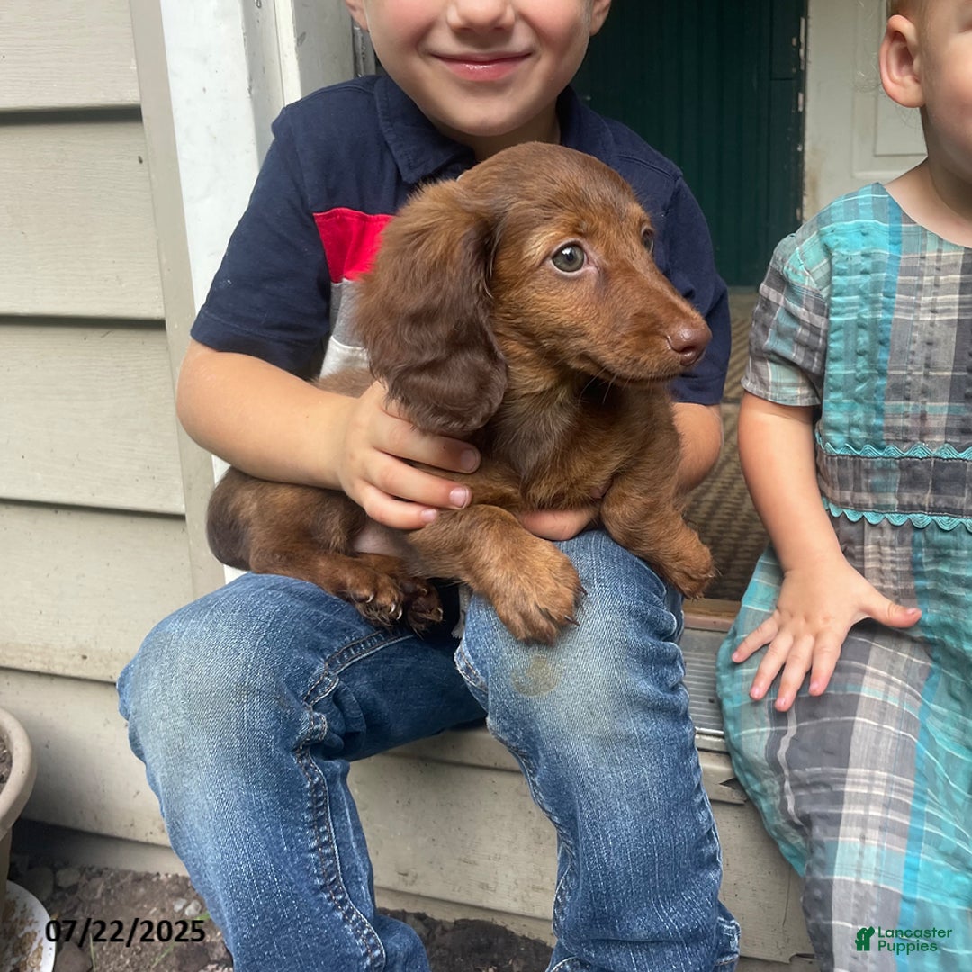 Miniature Dachshund dogs for sale: Banana Princess - Image 7