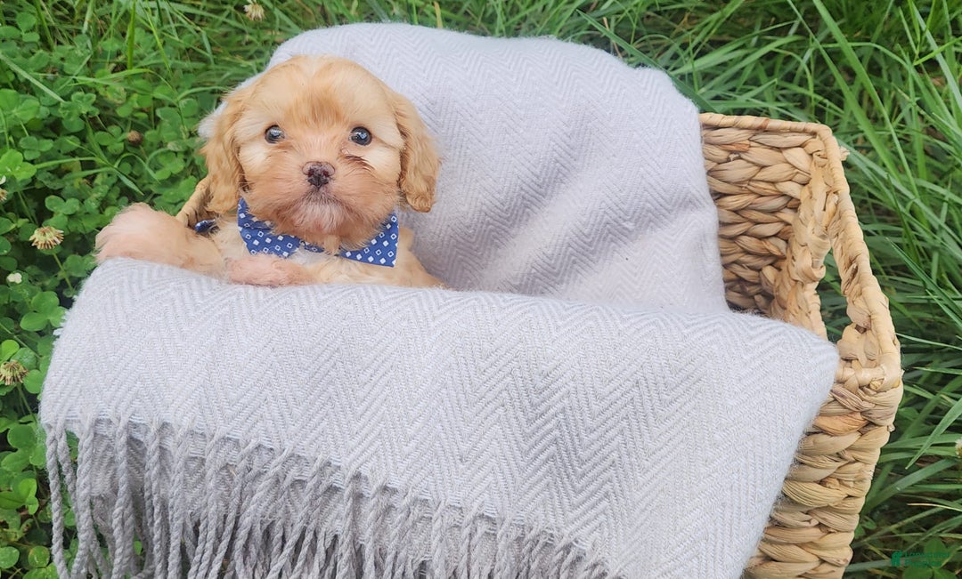 Cavapoo dogs for sale: Cedar - Image 1