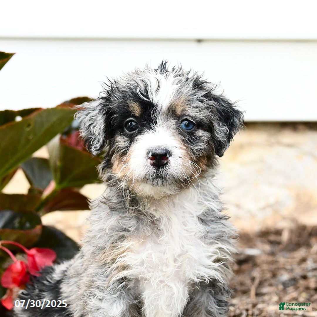 Mini Bernedoodle dogs for sale: Chili - Image 3