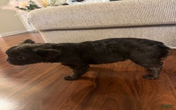 French Bulldog dogs for sale: Fluffy Girl - Image 1