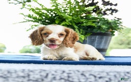 Cocker Spaniel dogs for sale: Bella - Image 2