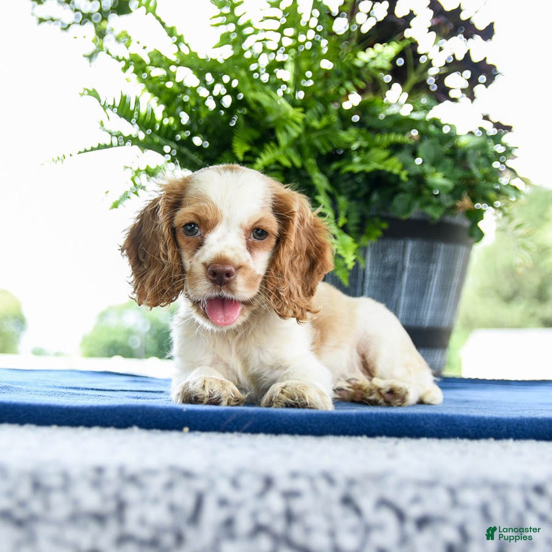 Cocker Spaniel dogs for sale: Bella - Image 2