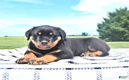 Rottweiler dogs for sale: Sparkle - Image 9