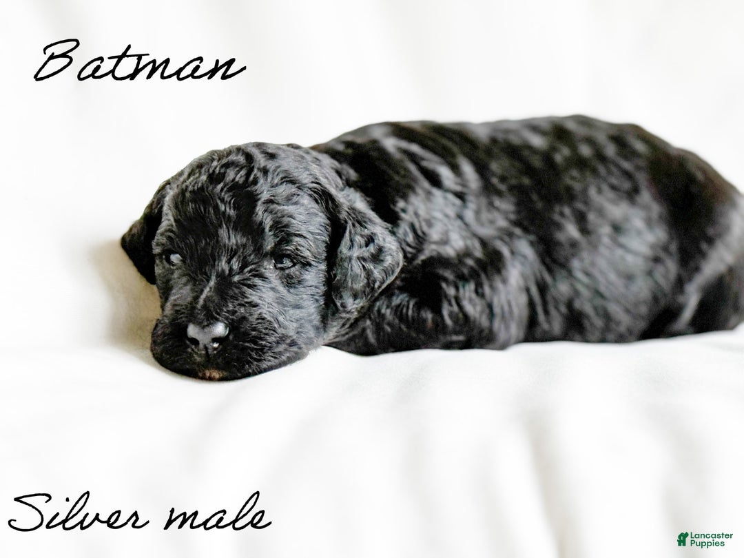 Standard Poodle dogs for sale: Batman - Image 4