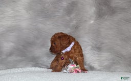 Mini Goldendoodle dogs for sale: Cami - Image 18