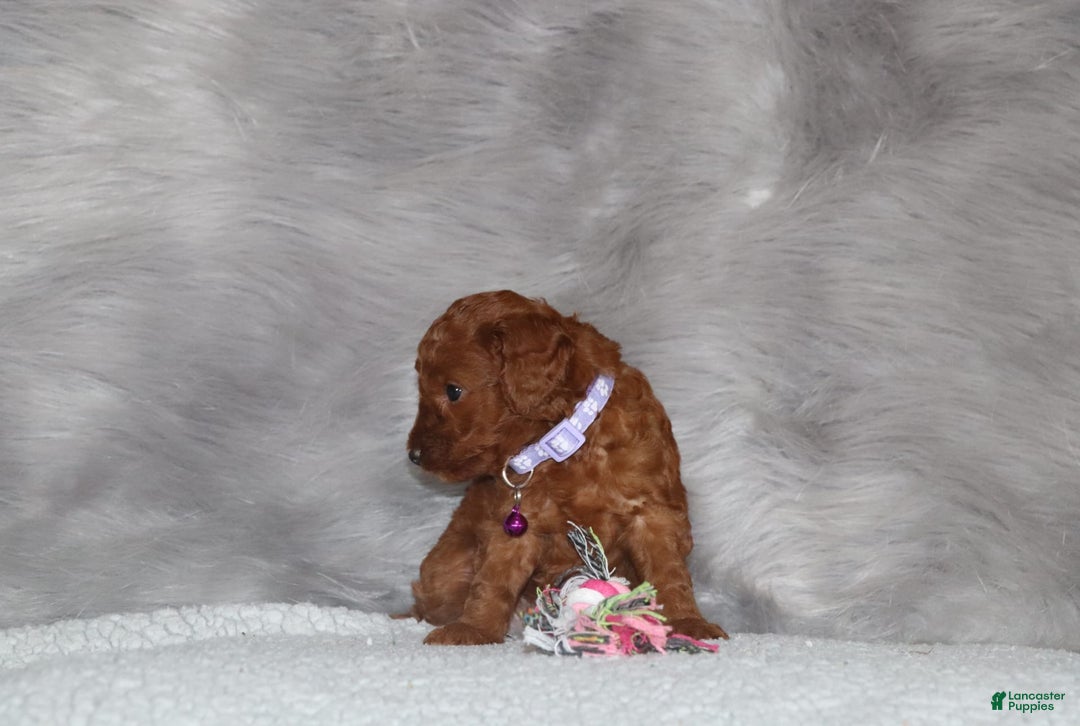 Mini Goldendoodle dogs for sale: Cami - Image 18