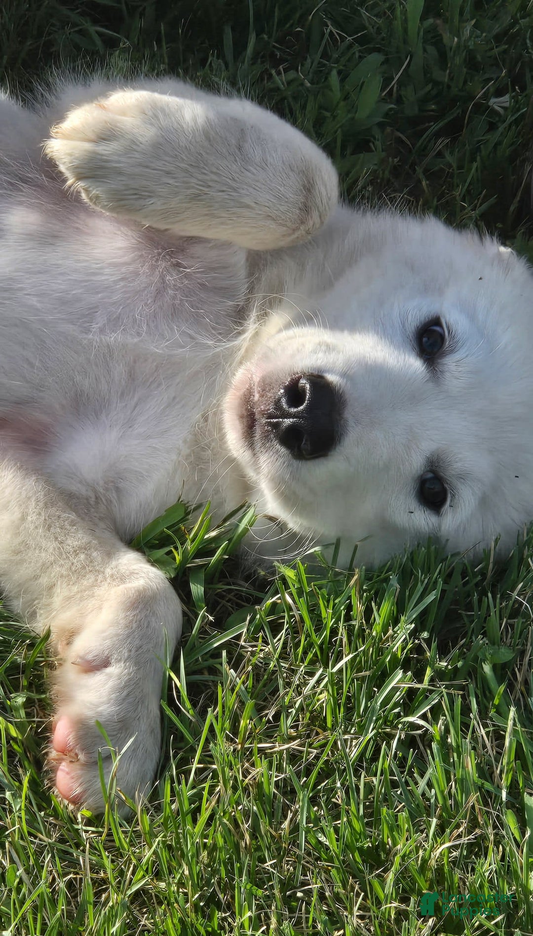 Great Pyrenees dogs for sale: Sam - Image 3