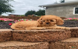 Cavapoo dogs for sale: Nellie - Image 4