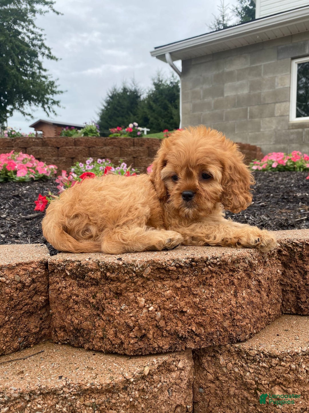 Cavapoo dogs for sale: Nellie - Image 4