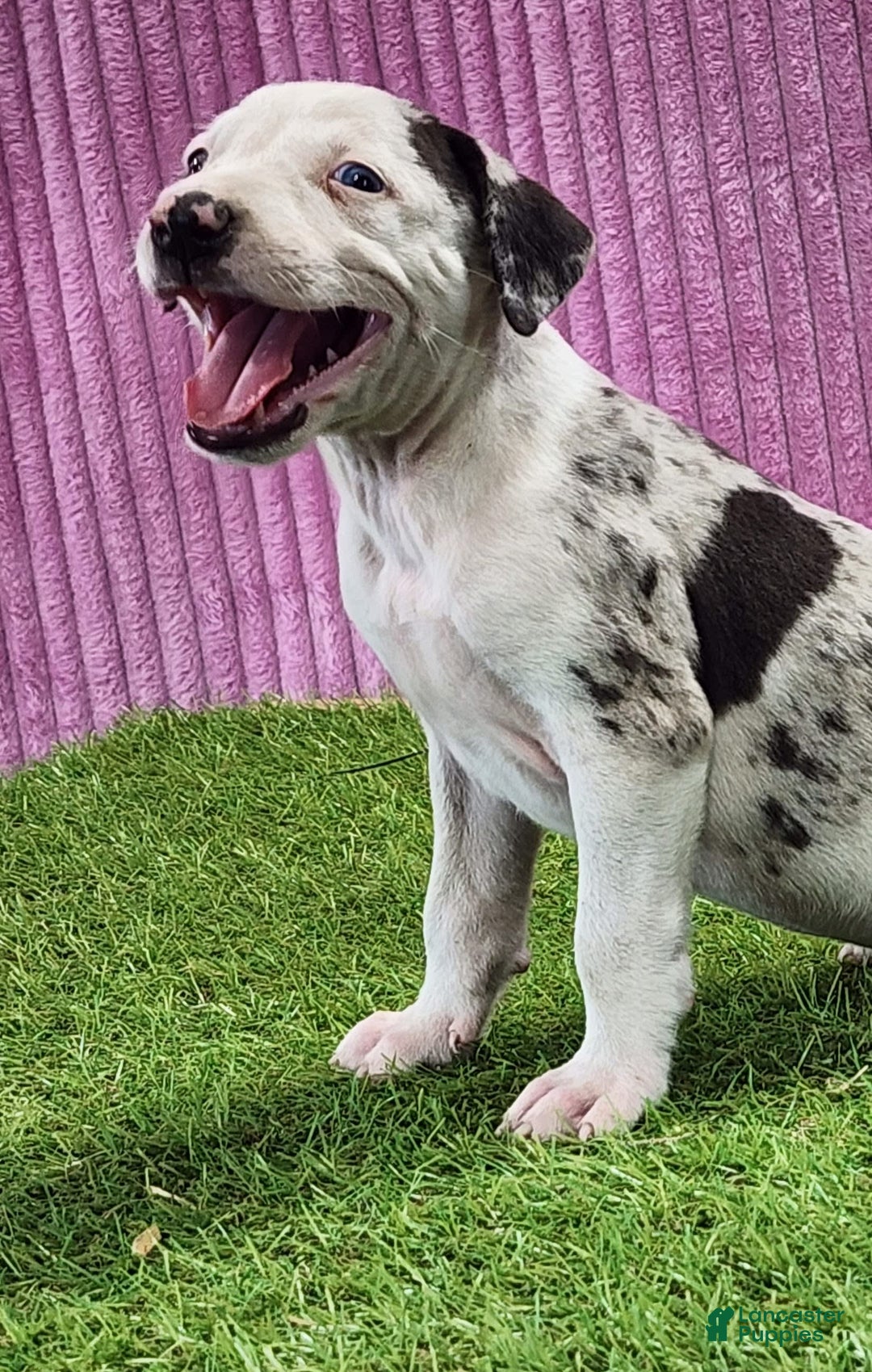 Catahoula Leopard Dog dogs for sale: Tess 2025 Female 5 - Image 11