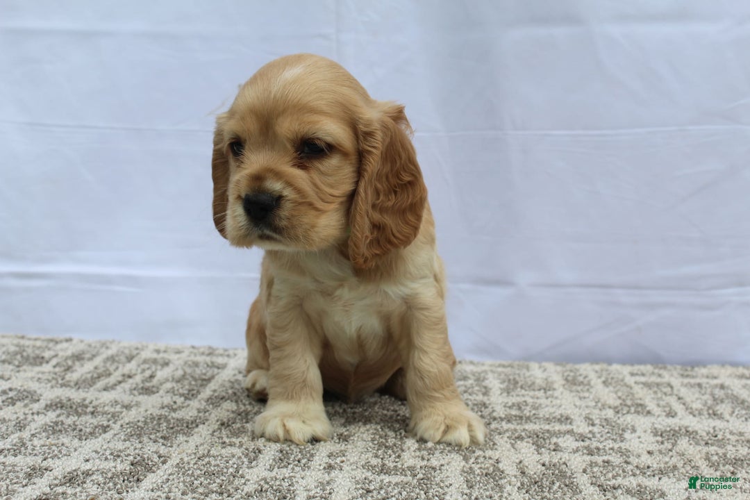 Cocker Spaniel dogs for sale: Reed - Image 5