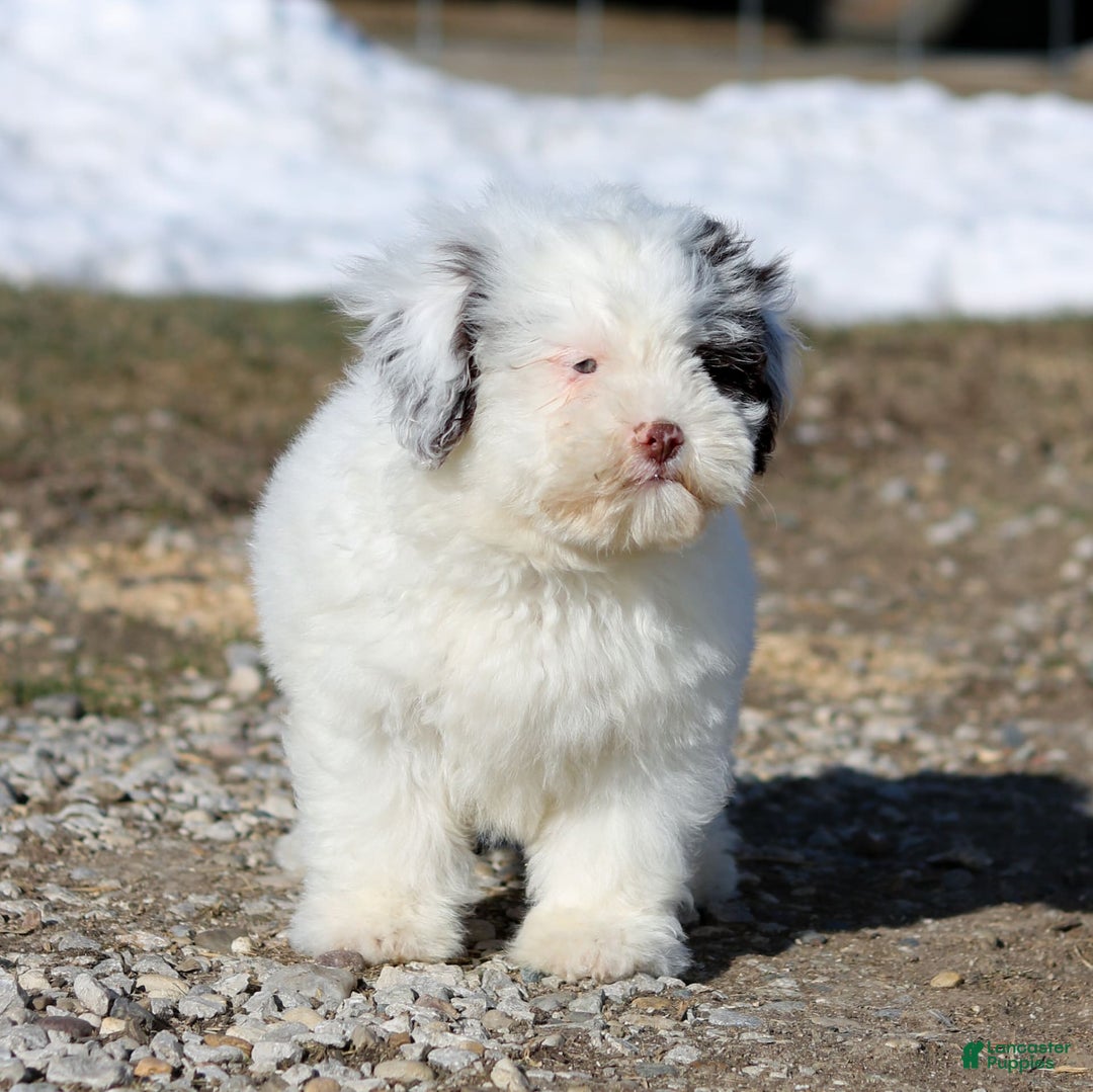 Shihpoo dogs for sale: Billy - Image 11