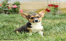 Welsh Corgi Pembroke dogs for sale: Pluto - Image 3