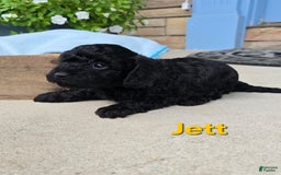 Cavapoo dogs for sale: Jett - Image 3