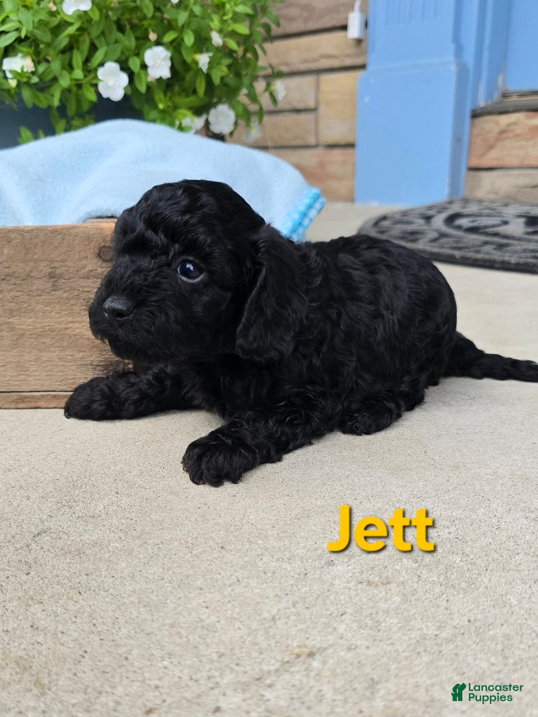 Cavapoo dogs for sale: Jett - Image 3