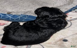 Cocker Spaniel dogs for sale: Black Male 1 - Image 5