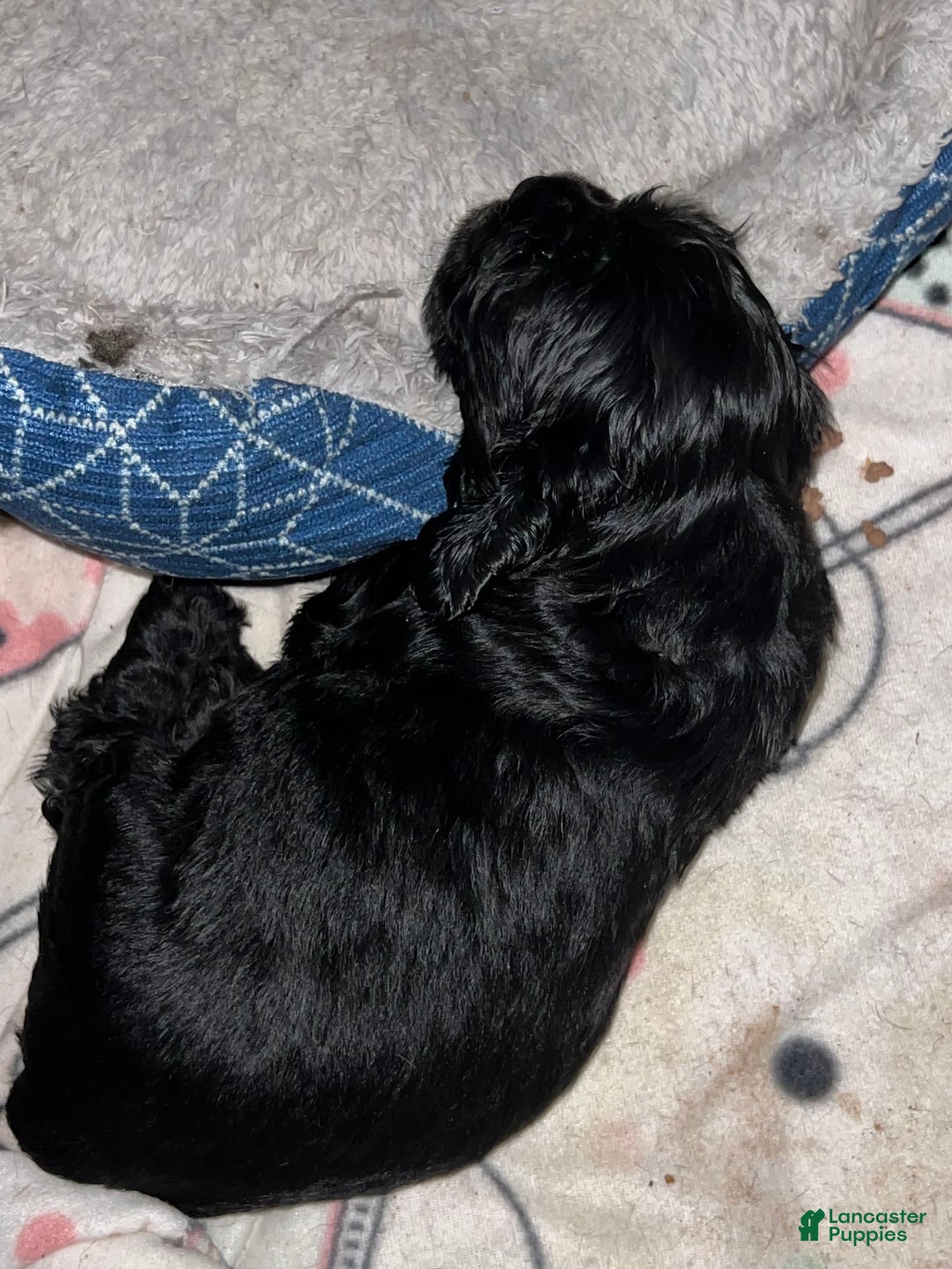 Cocker Spaniel dogs for sale: Black Male 1 - Image 5