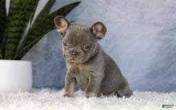 French Bulldog dogs for sale: Ember - Image 6