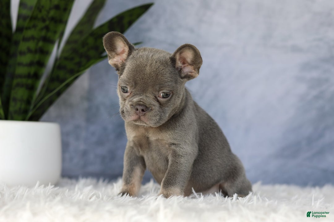 French Bulldog dogs for sale: Ember - Image 6