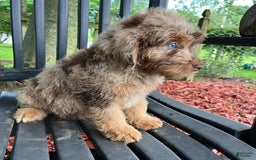 Mini Aussiedoodle dogs for sale: Ringo - Image 19