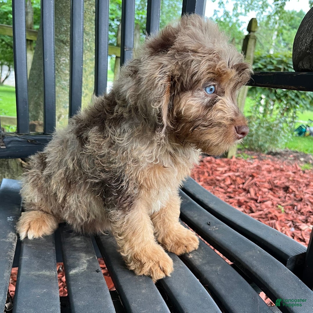 Mini Aussiedoodle dogs for sale: Ringo - Image 19