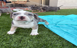American Bully dogs for sale: Charlie - Image 3