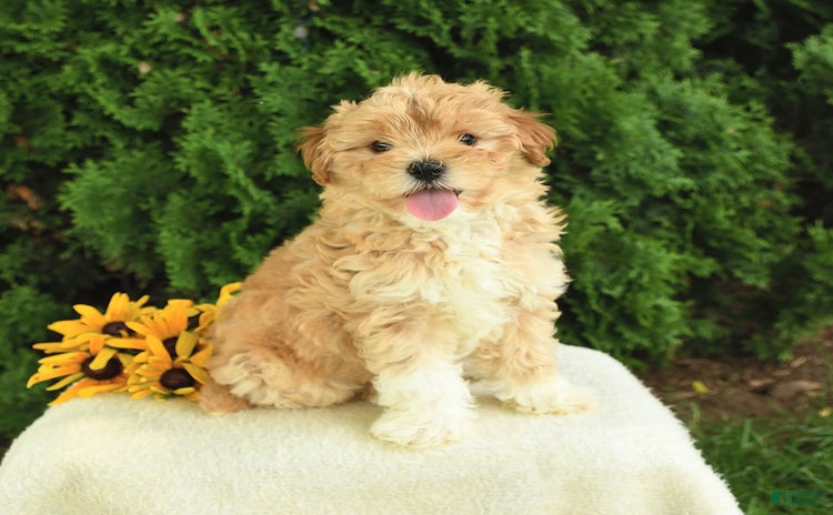 Maltipoo dogs for sale - Ad 5