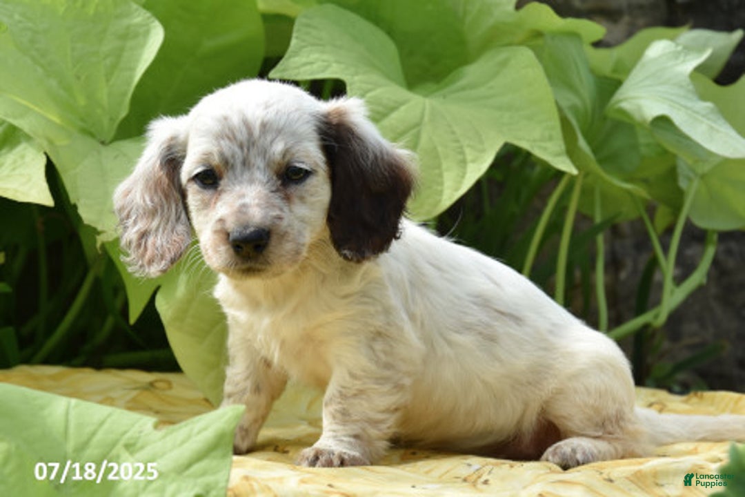 Miniature Dachshund dogs for sale: Kirsi - Image 1