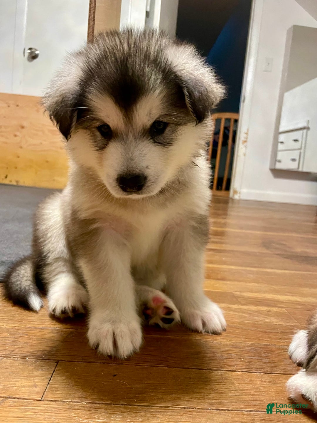 Alaskan Malamute dogs for sale: Tundra - Image 6
