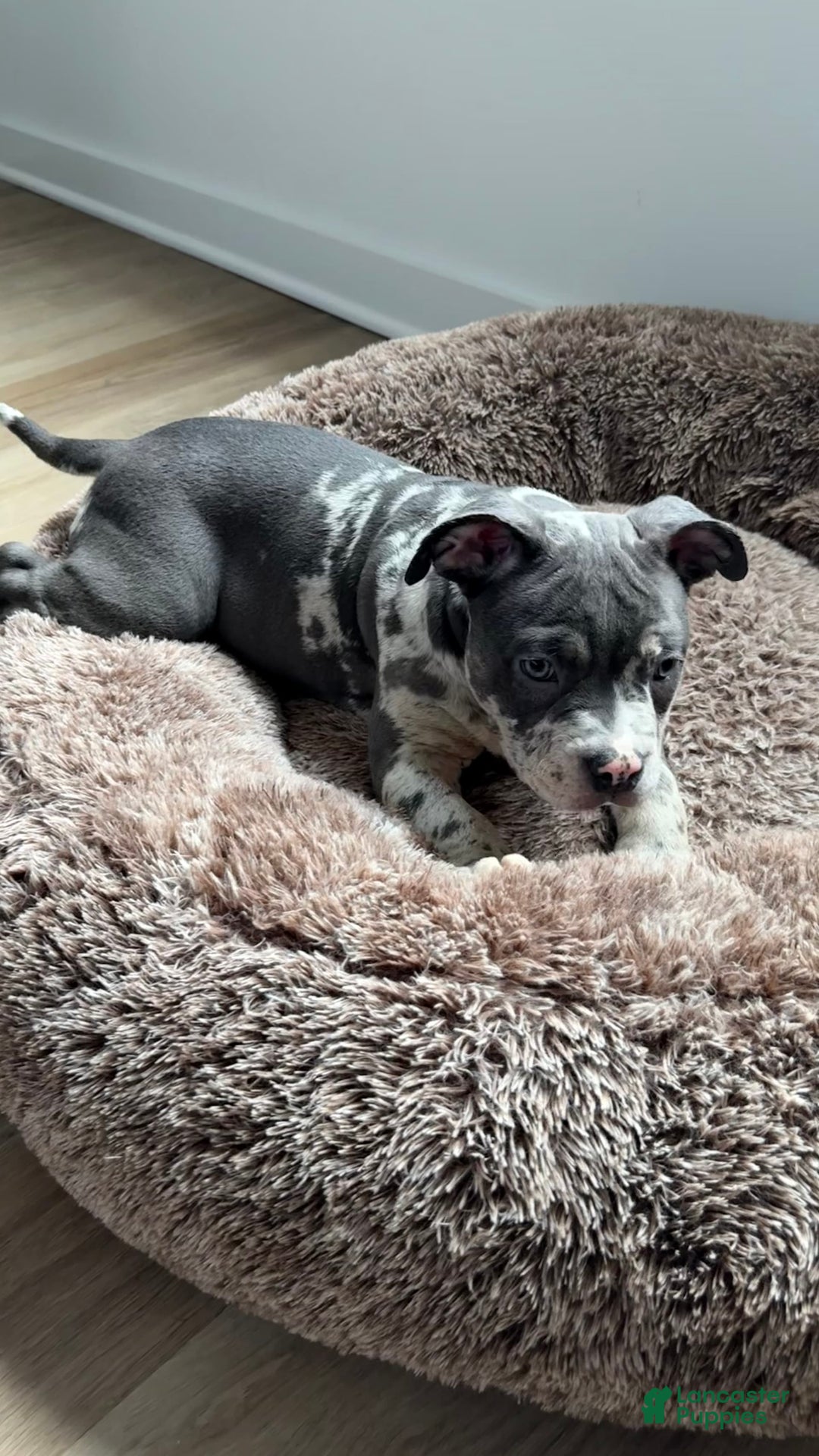 American Bully dogs for sale: Ryder - Image 5