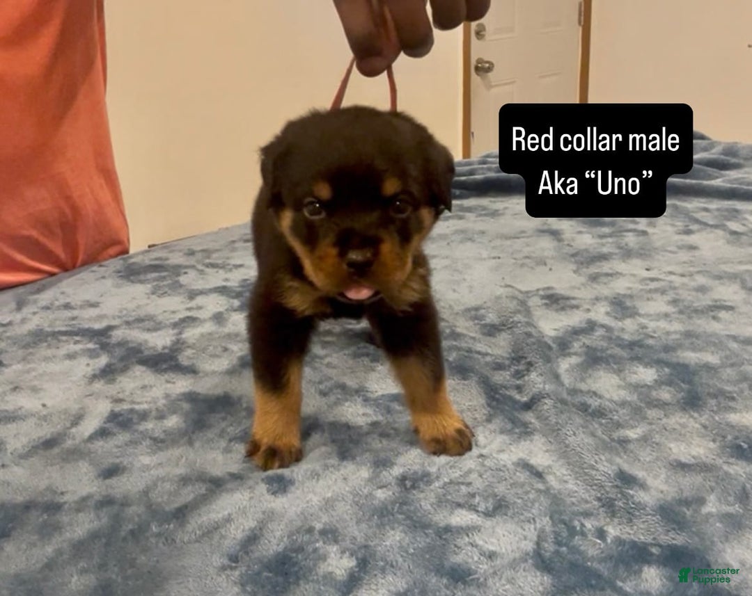Rottweiler dogs for sale: Red Collar - Image 1