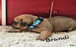Puggle dogs for sale: Brandi - Image 6
