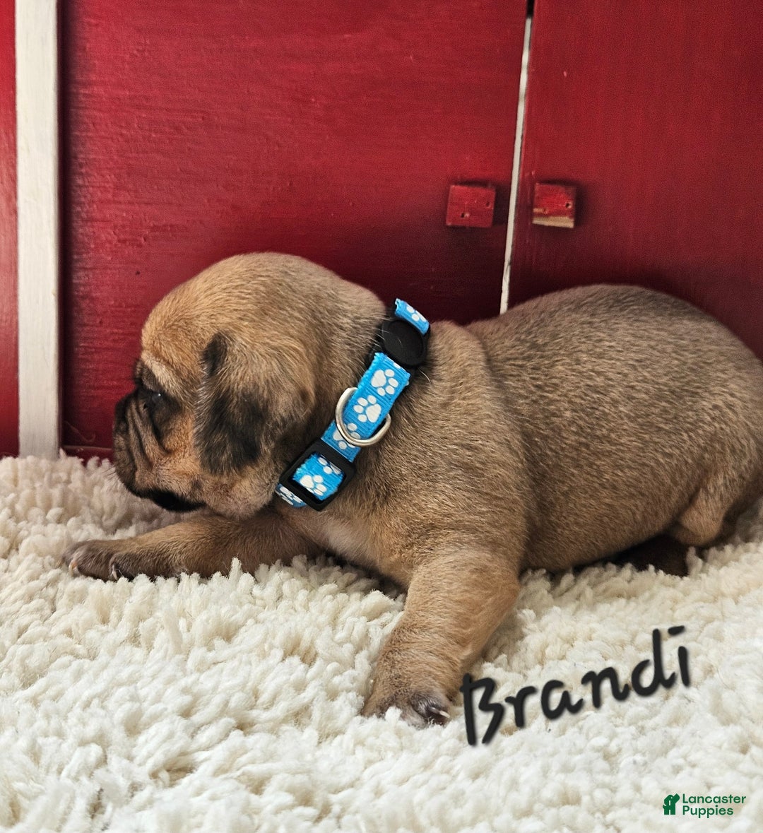 Puggle dogs for sale: Brandi - Image 6