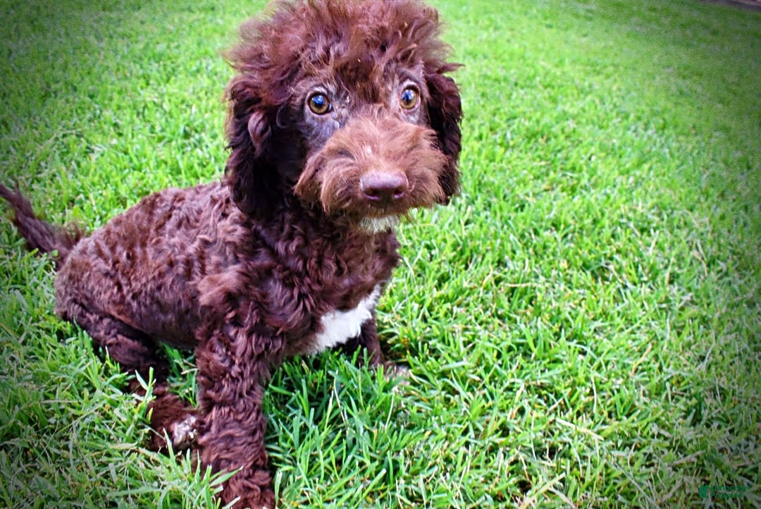 Havapoo dogs for sale: Teddy - Image 23
