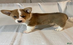 Welsh Corgi Pembroke dogs for sale: Jewel - Image 6