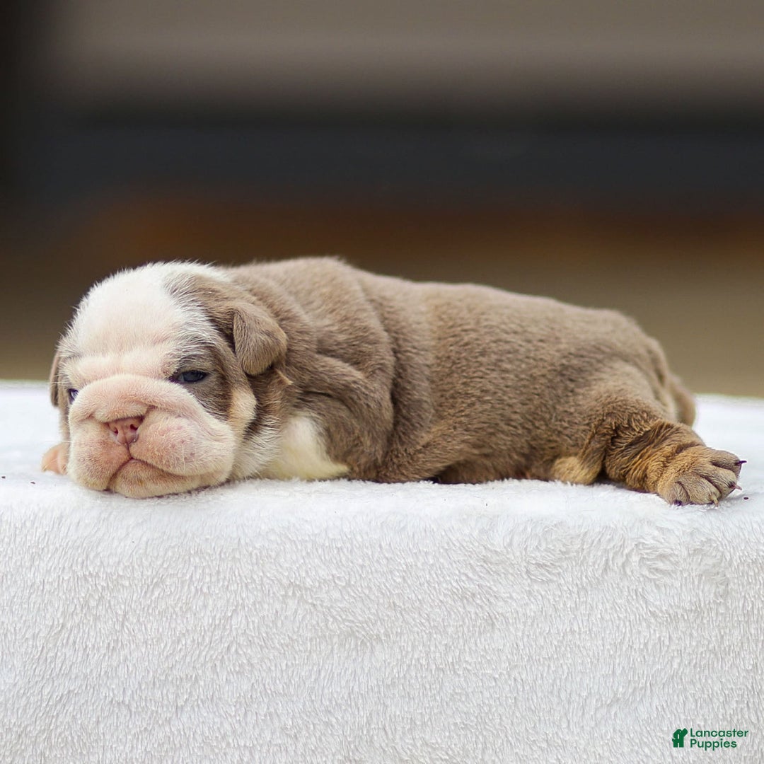 English Bulldog dogs for sale: Tailee - Image 3